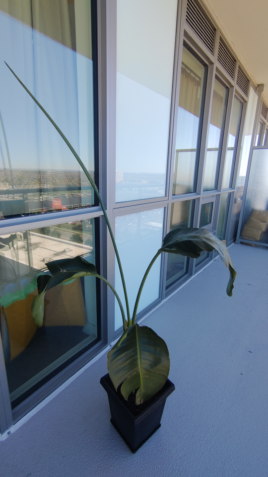 Bird of Paradise plant