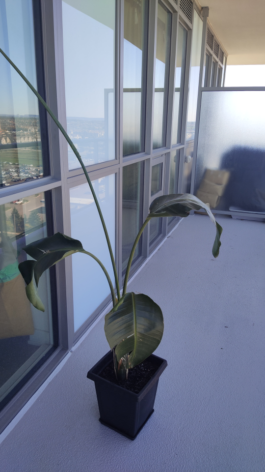 Bird of Paradise plant - photo 4