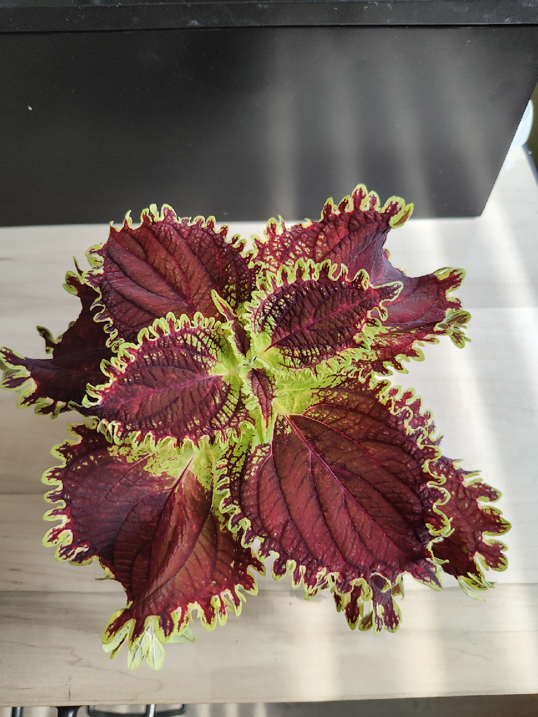 Coleus seedings