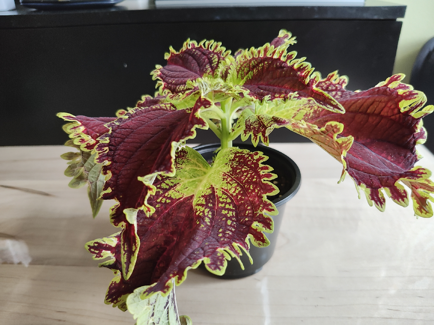 Coleus seedings - photo 2