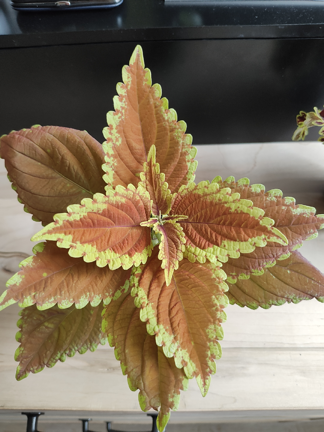 Coleus seedings - photo 3