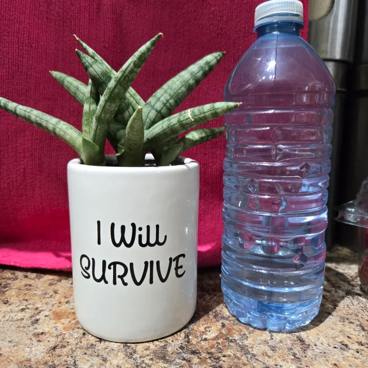 Sansevieria Cylindrica in "I Will Survive" Pot image indicator(2)