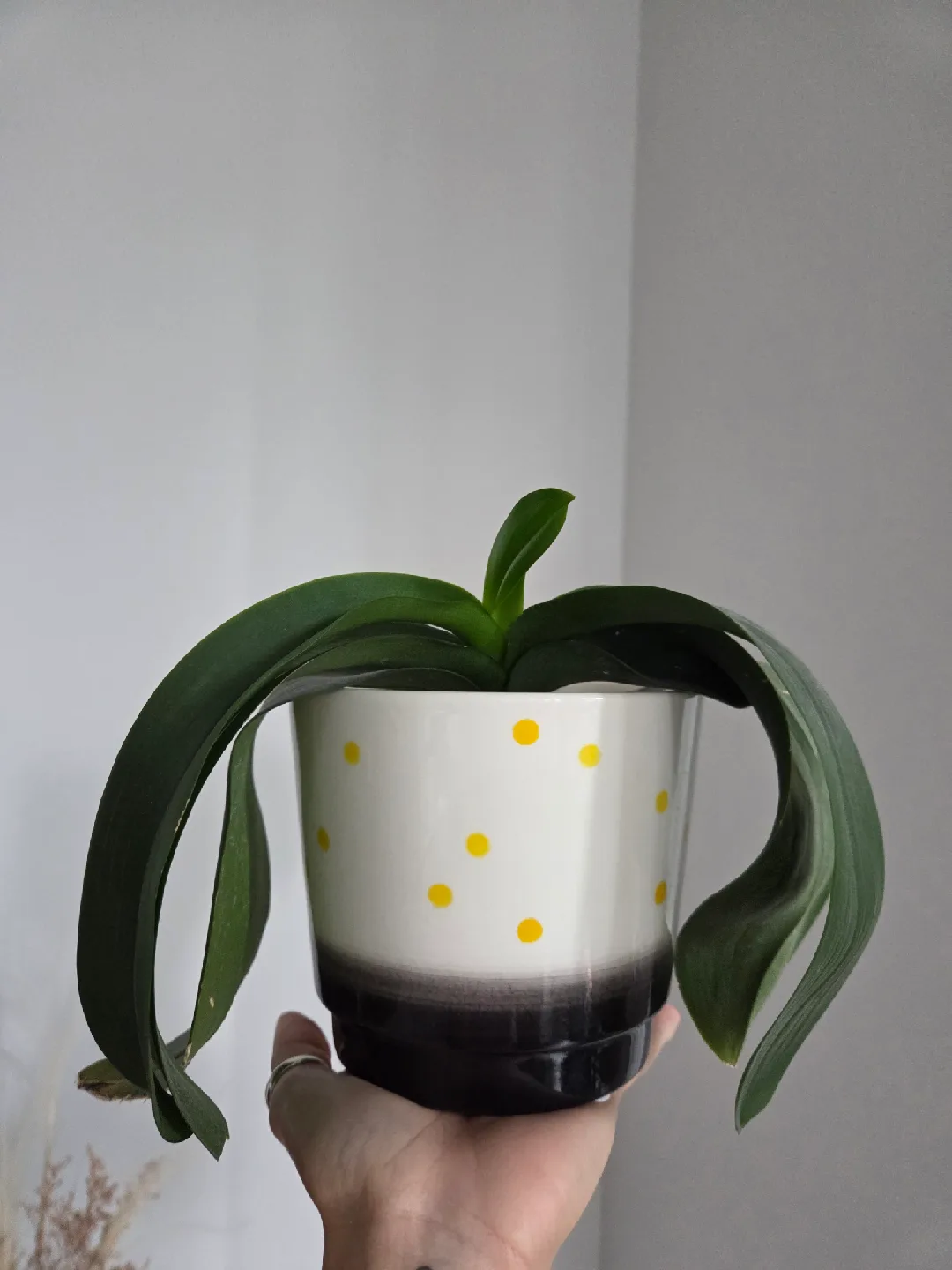 Orchid thumbnail