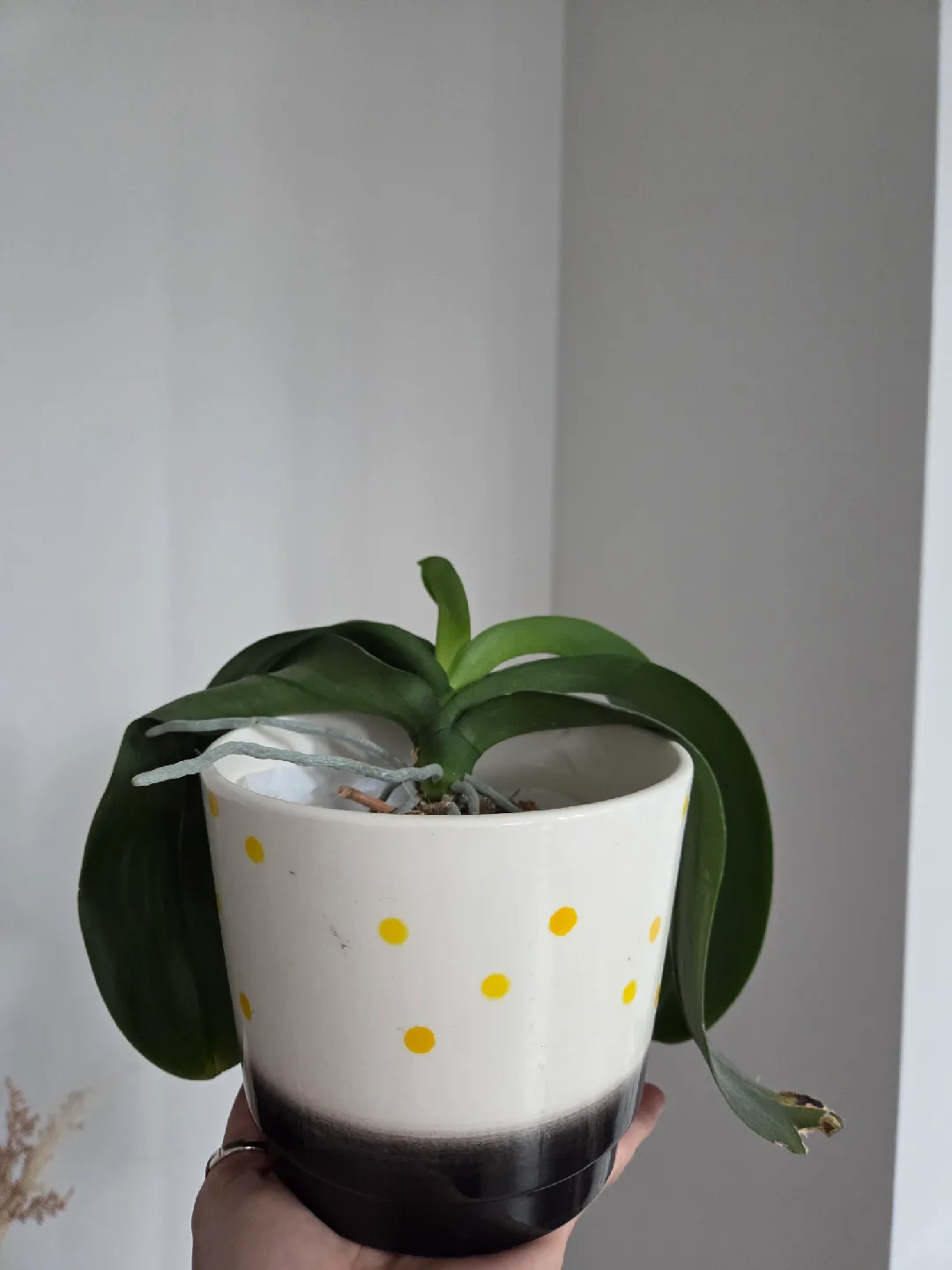 Orchid image indicator(2)