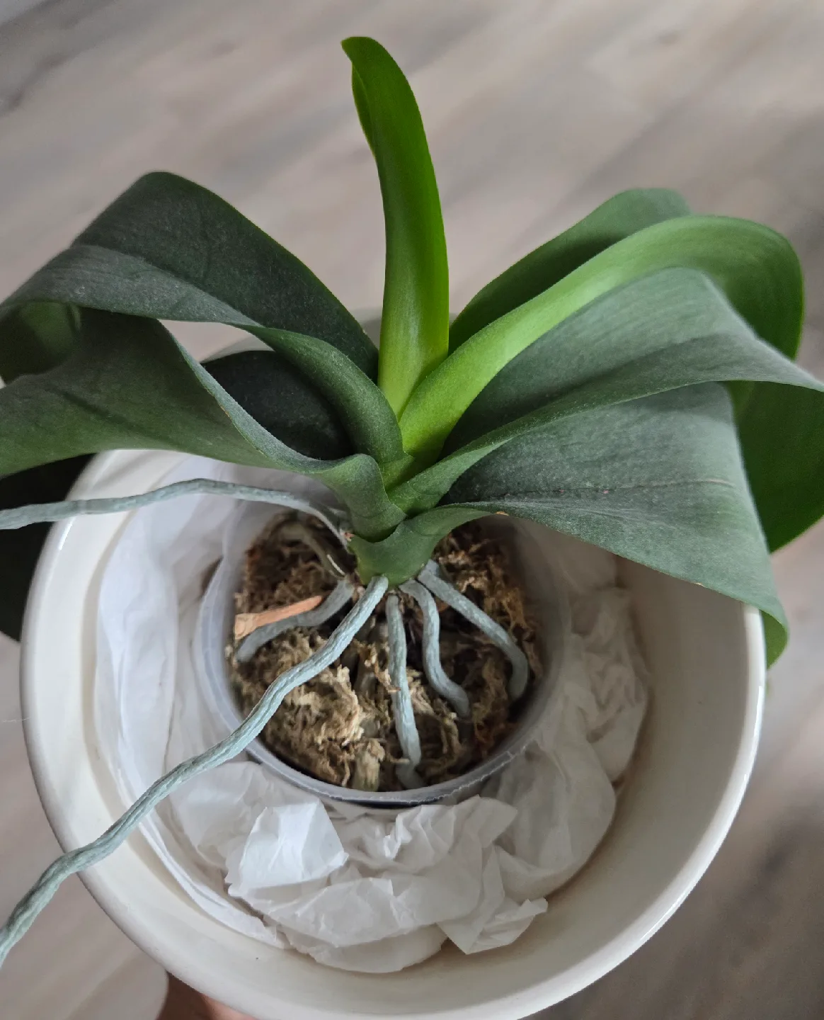 Orchid image indicator(3)