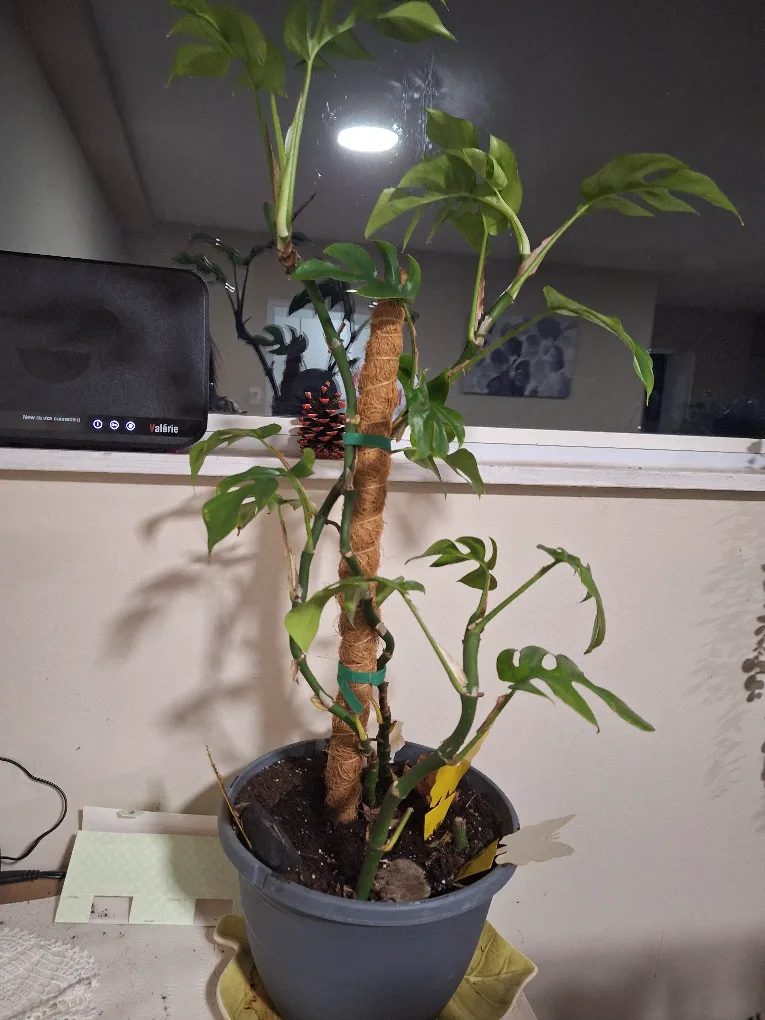 monstera Plant thumbnail