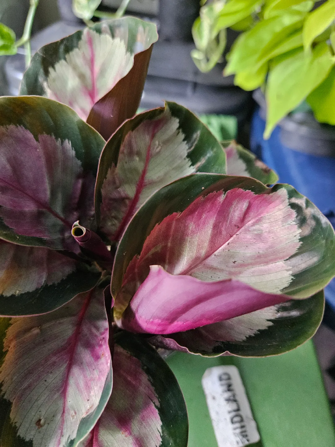 ���🥕Calathea Ornata Pinstripe Plant🥕 image indicator(3)