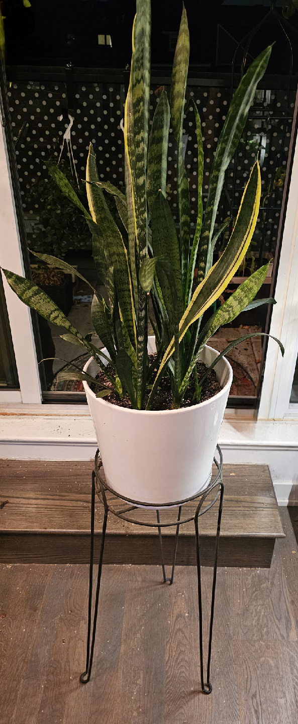 Snake Plant with White Pot and Metal Stand