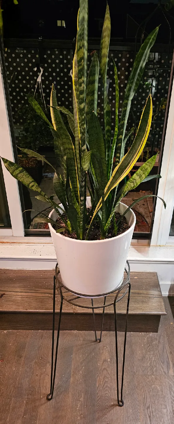 Snake Plant with White Pot and Metal Stand