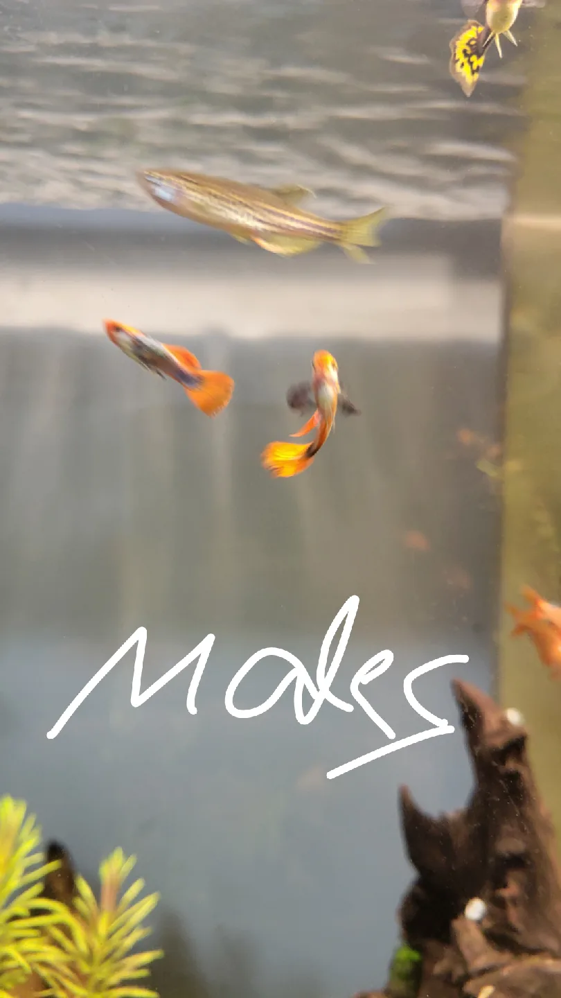 Koi guppies $5 for trio image indicator(3)