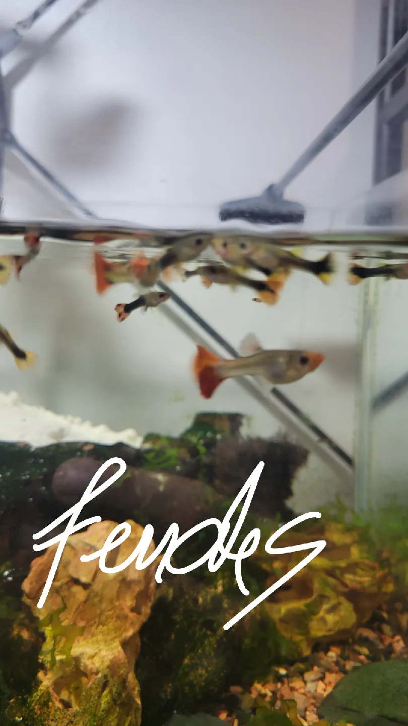 Koi guppies $5 for trio image indicator(4)