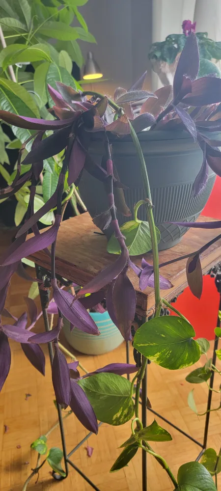 plant for free image indicator(2)