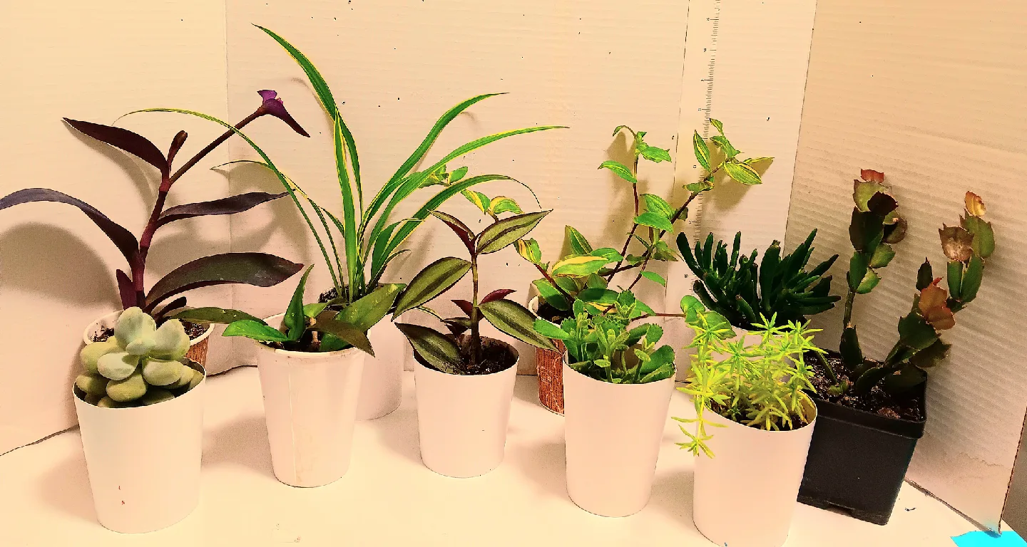 🪴Looking for a New Home for an Assortment of Potted Plants🪴