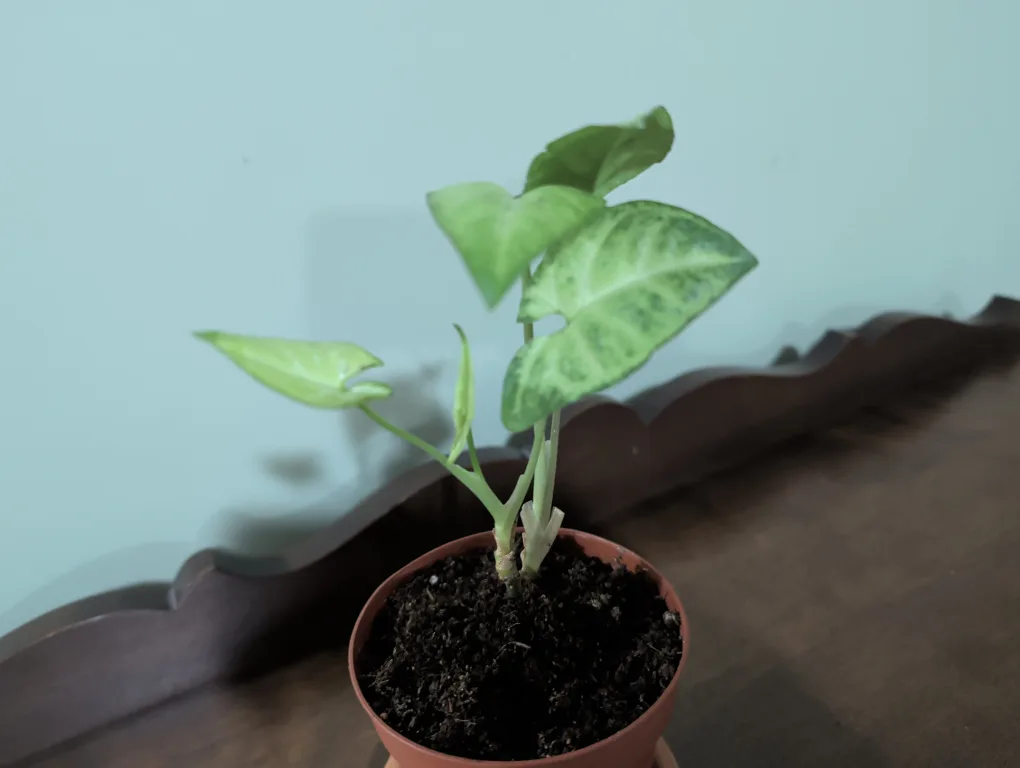 Baby Arrowhead Plant image indicator(2)