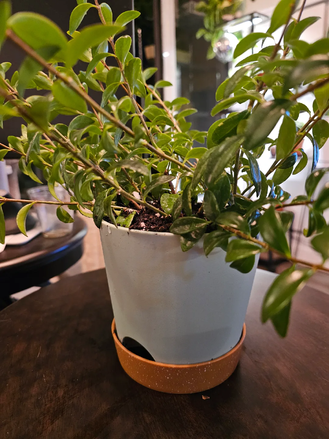 Goldfish Plant in Pot