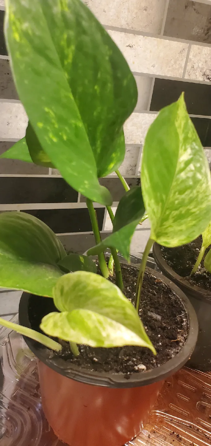 Potted Golden Pothos Plant thumbnail
