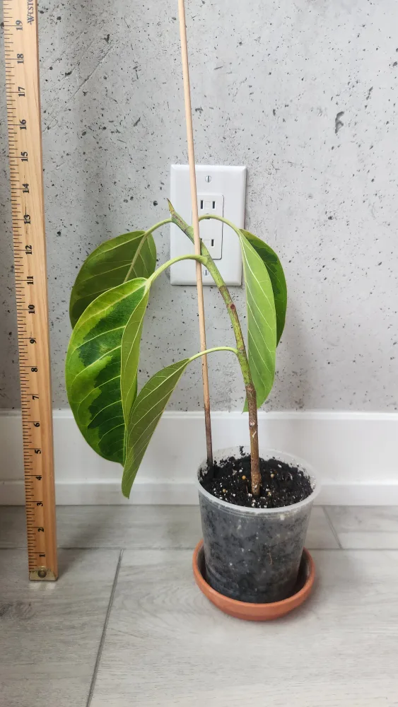 Ficus Alitissima variegated audrey plant image indicator(2)