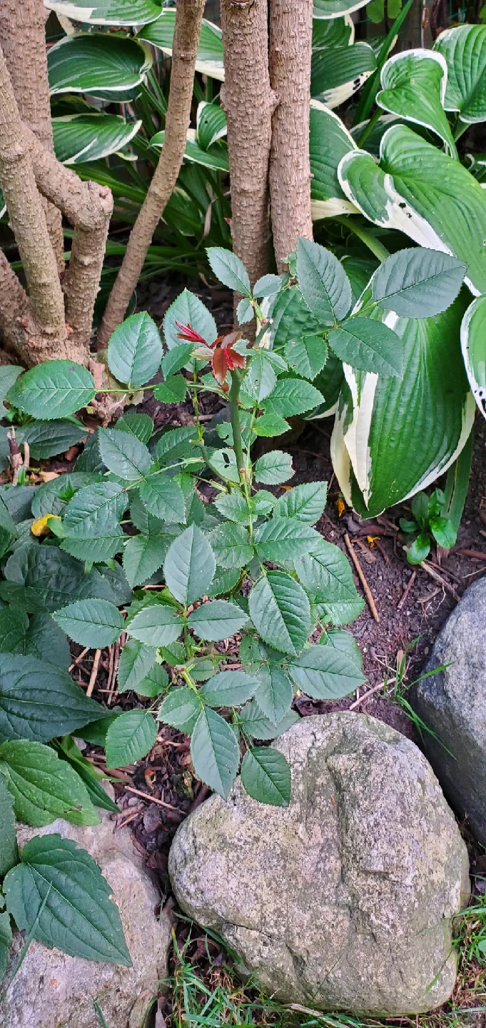 Mini rose image indicator(2)