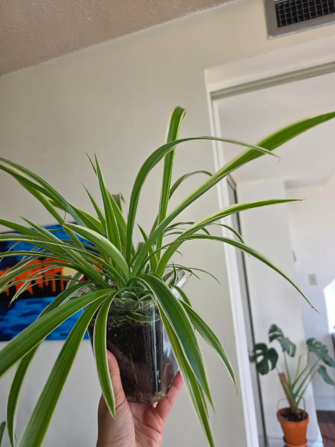 Large Spider Plant in Clear Pot thumbnail