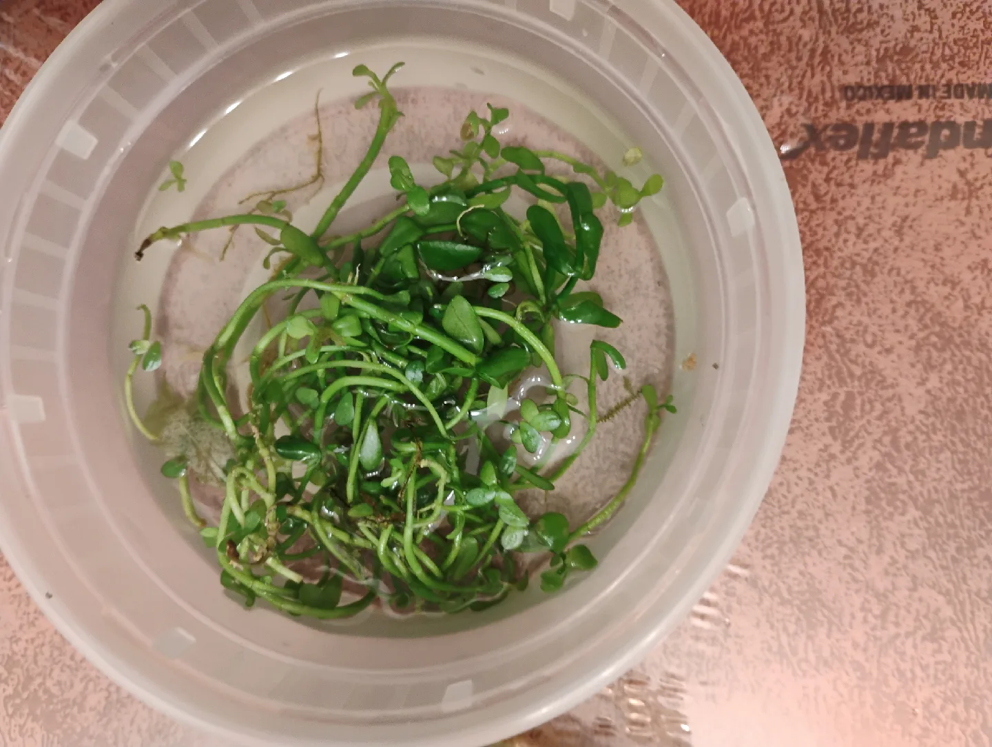 Aquarium Plant thumbnail