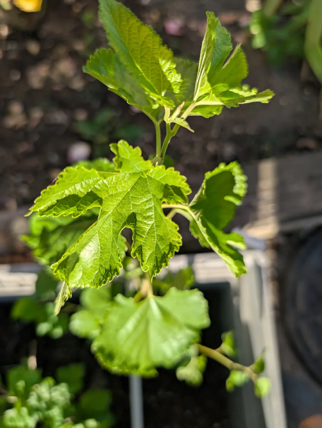 white mulberry tree thumbnail