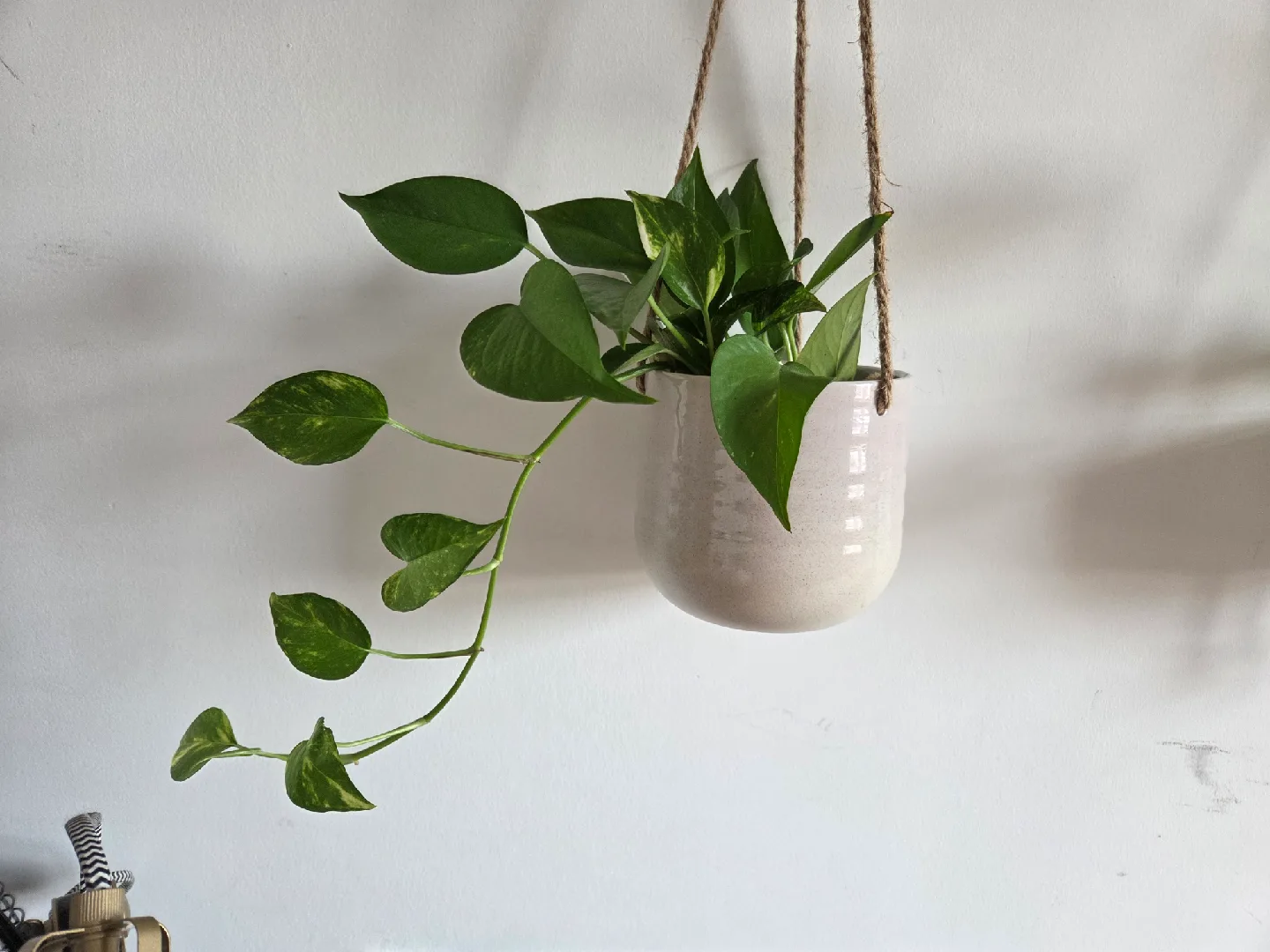 Pothos Plants (4 recent propagations, 1 mature plant) image indicator(3)