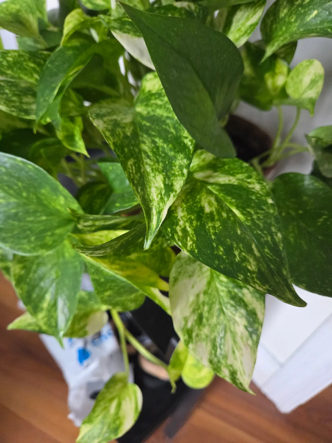Pothos Plants (4 recent propagations, 1 mature plant) image indicator(4)