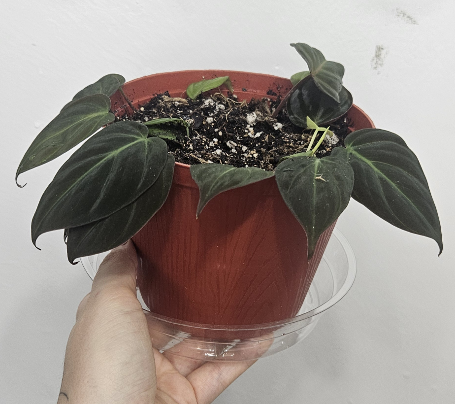 Philodendron Micans - photo 2