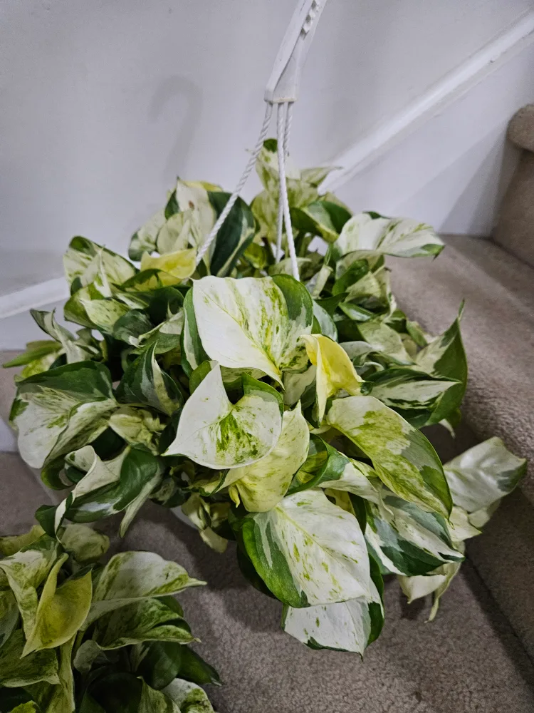 🥕 manjula Pothos  cutting thumbnail