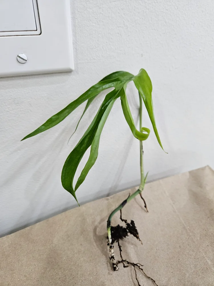 🥕amydrium zippelianum 4Plant Cutting🥕 thumbnail