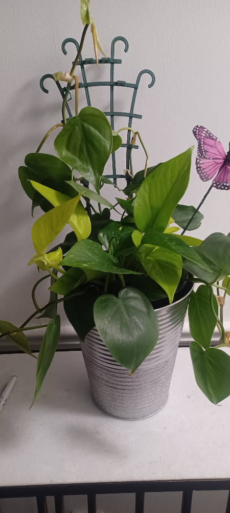 Heartleaf  Philodendron and pothos - photo 2