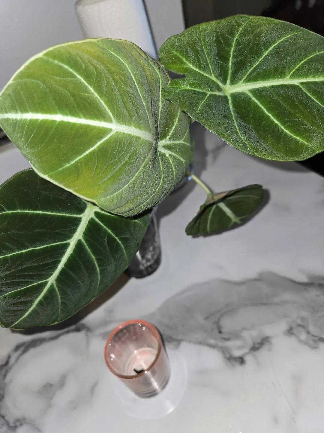 Alocasia Black Velvet Plant + Corms✨️🌿 image indicator(2)