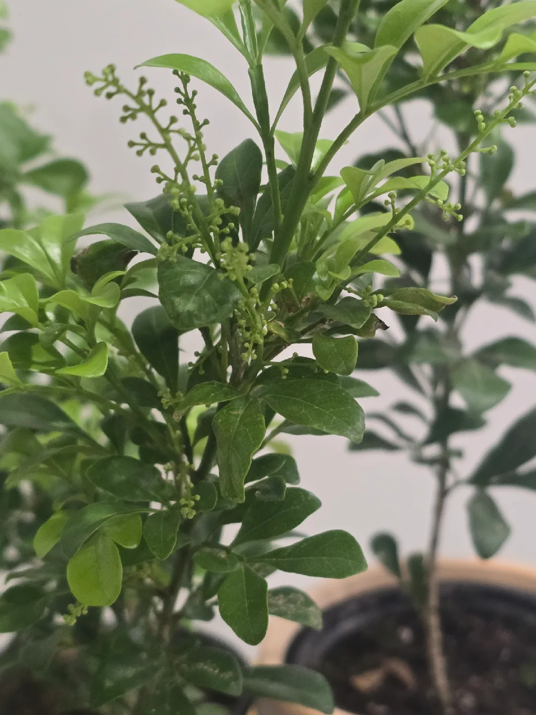 Chinese perfume tree image indicator(8)