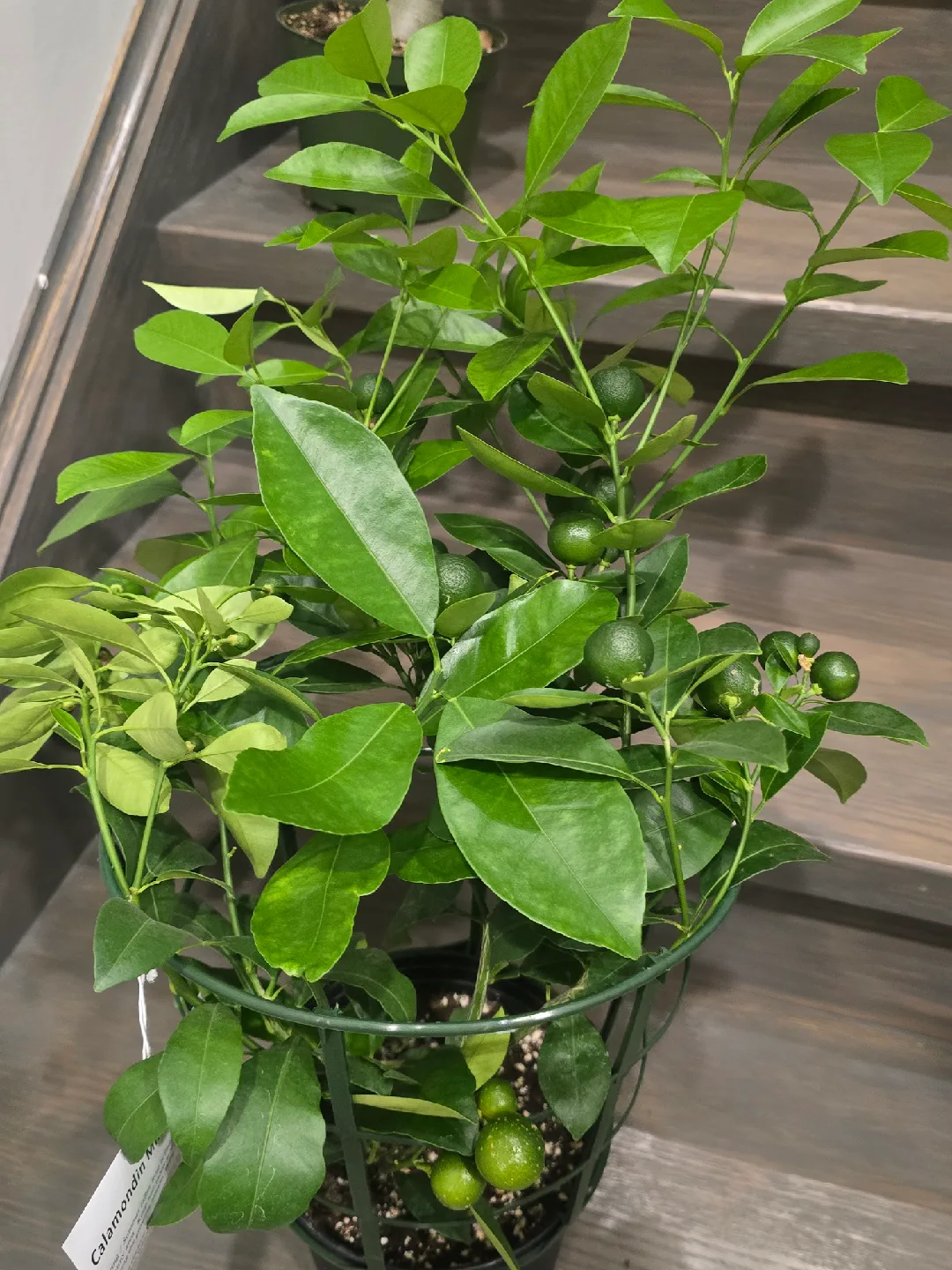 calamondin orange tree image indicator(10)