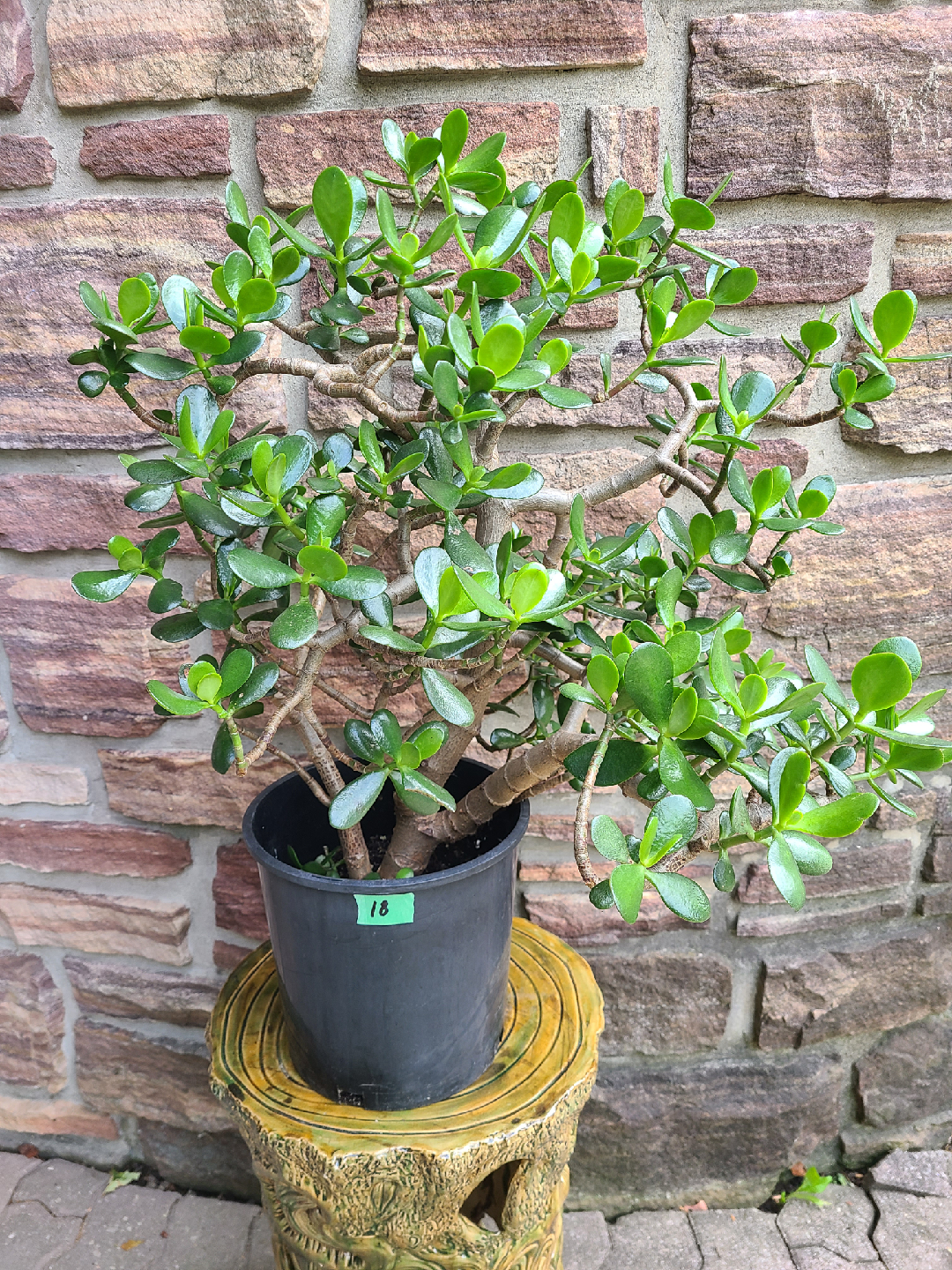 Medium Size Jade Plant #18 - photo 2