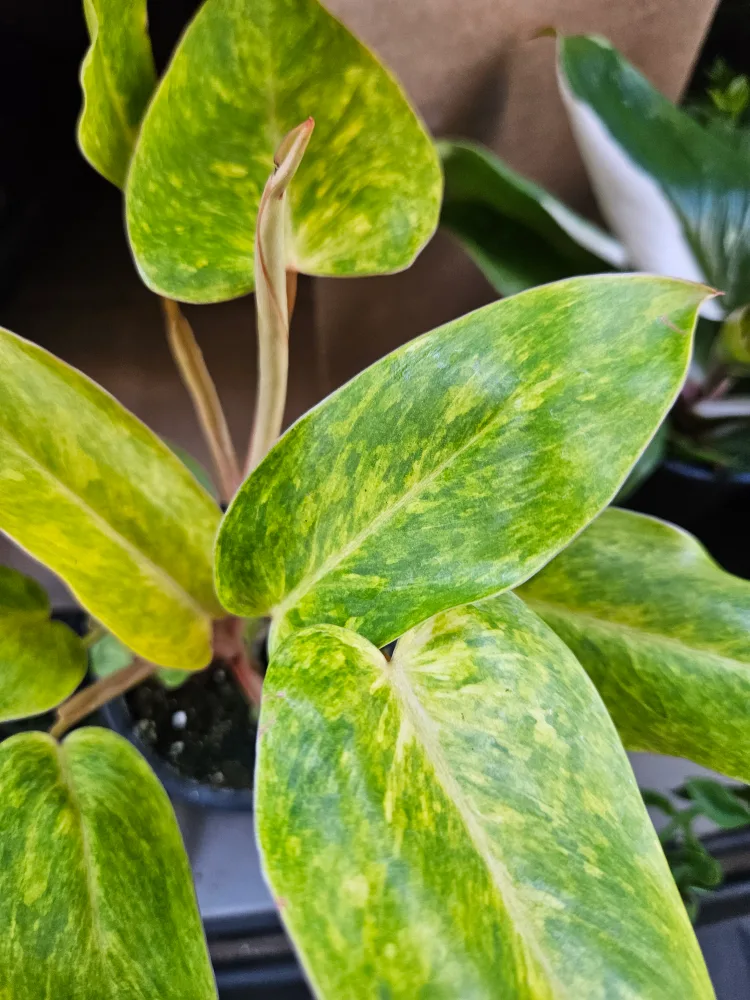 Philodendron Golden Melons Plant thumbnail