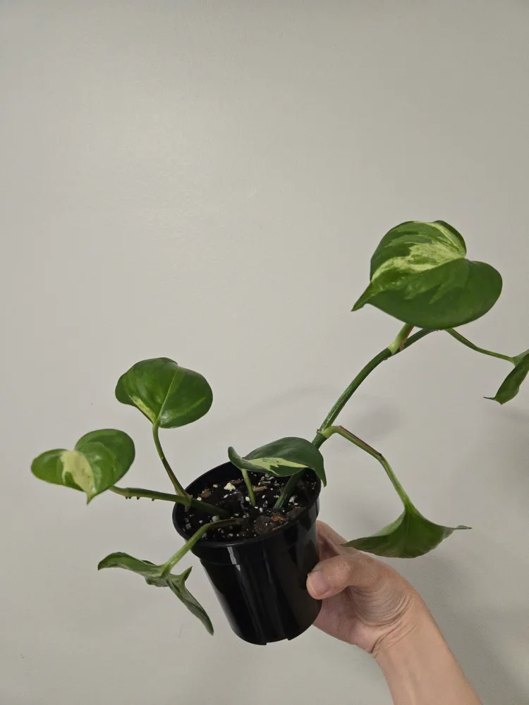 Manjula Pothos in 3.5"pot thumbnail