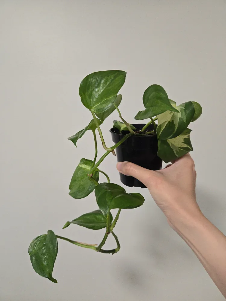 Manjula Pothos in 3.5"pot image indicator(2)