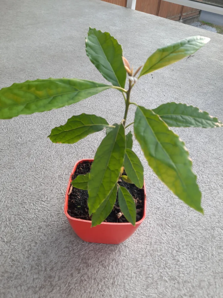 Avocado Plant Seedling in Orange Pot thumbnail