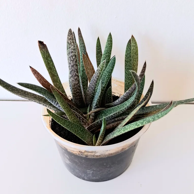 🌱 Aloe 🌻 thumbnail