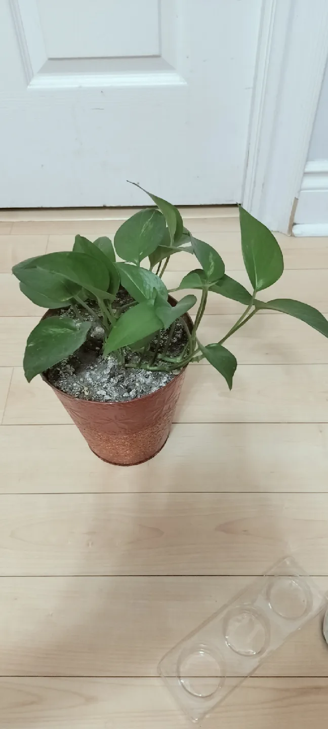 Pothos Plant/ Money plant with metal vase thumbnail