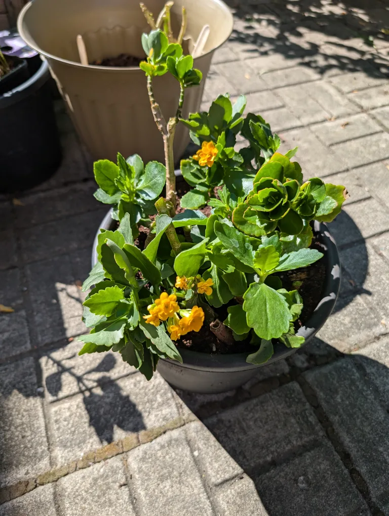 potted kalanchoe plants thumbnail