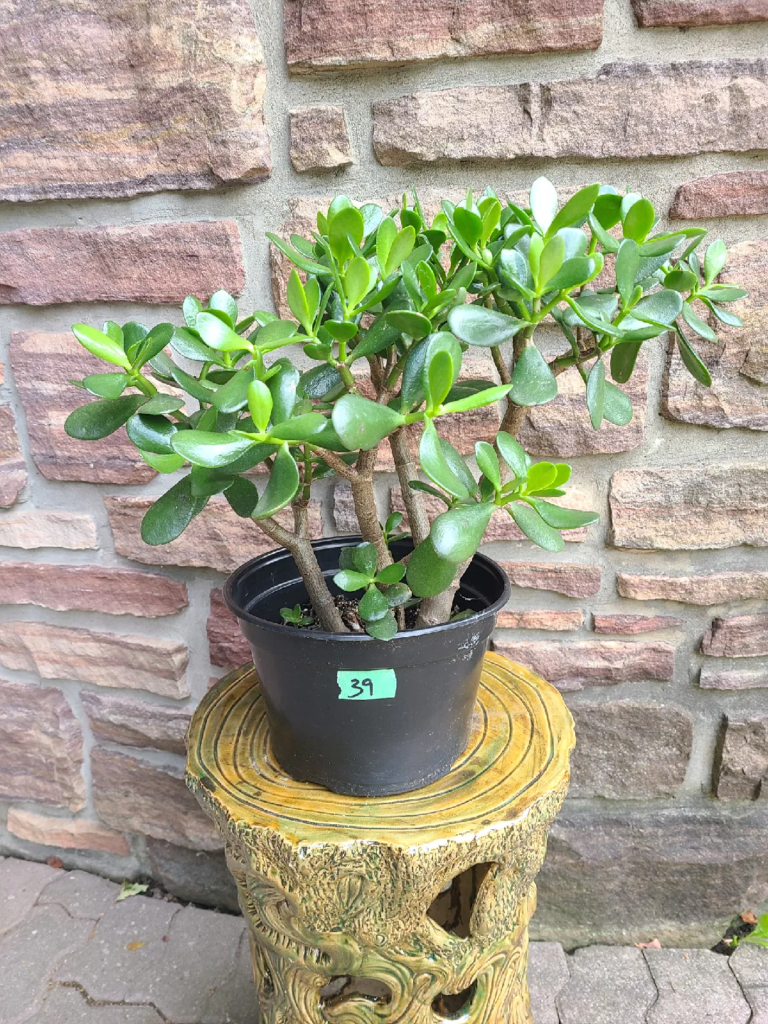 Small-Medium Jade Plant #39 image indicator(2)