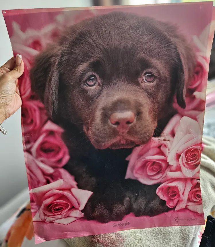 Puppy Poster