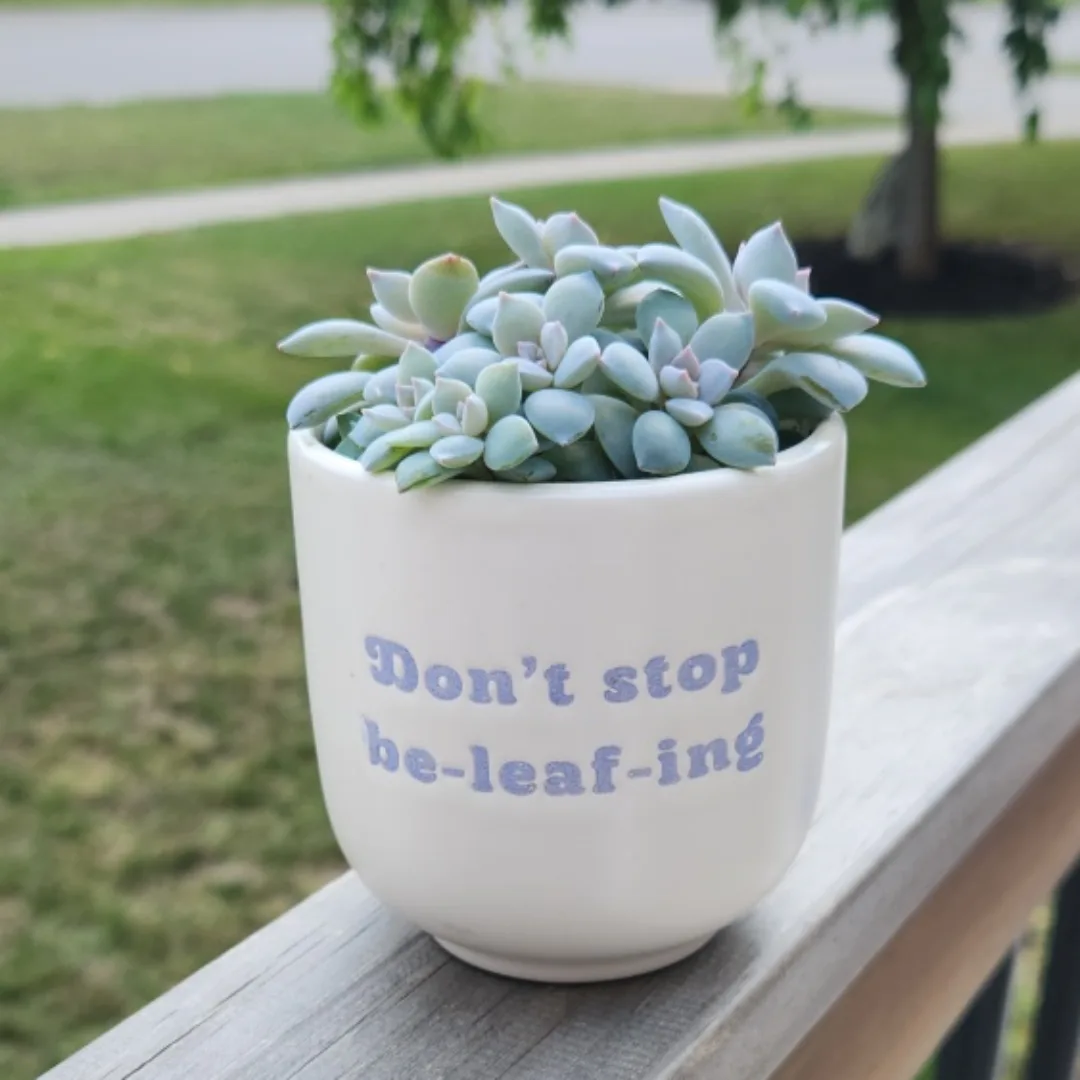 graptopetalum superbum succulent arrangement 🥕 image indicator(4)