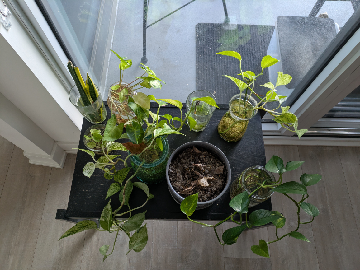 plants