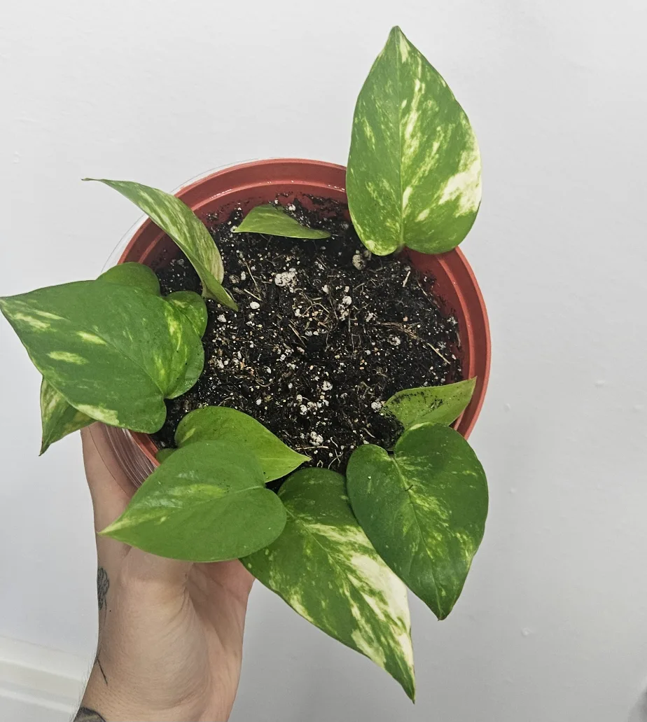Potted Golden Pothos Plant thumbnail
