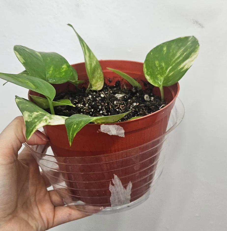 Potted Golden Pothos Plant image indicator(2)