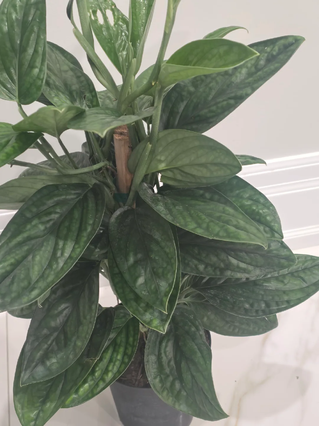 Monstera peru totem image indicator(5)