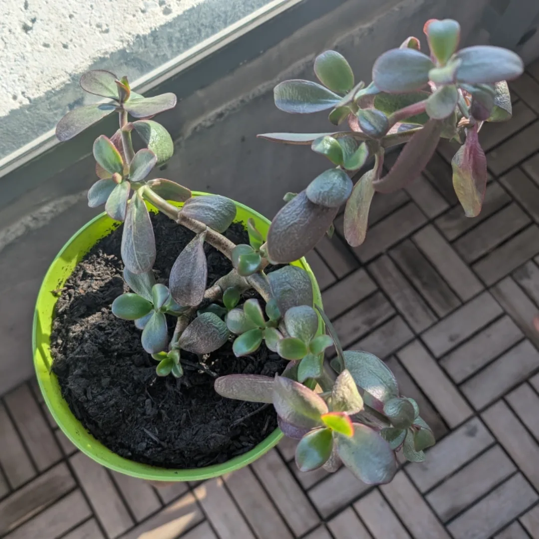 Jade Plant image indicator(2)